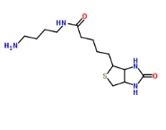 Biotin-C4-amide-C5-NH2，CAS:151294-96-1