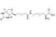 生物胞素 CAS:576-19-2  Biocytin