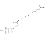 N-生物素十二烷基酸 135447-73-3 N-Biotinyl-12-aminododecanoic Acid