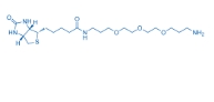 Biotin-C1-PEG3-C1-NH2 183896-00-6 生物素-C3-三聚乙二醇-C3-胺