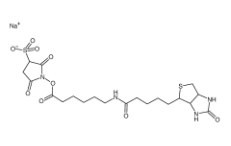 127062-22-0         6-(生物素酰胺)己酸磺酸基琥珀酰亚胺酯钠盐	     Sulfo-NHS-LC-Biotin	