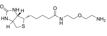  811442-85-0；Biotin-PEG1-NH2
