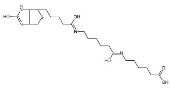 89889-51-0；Biotin-C5-amino-C5-amino