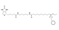  1246814-51-6   10-Benzyloxyethoxyphosphinyl-N-biotinamidopentyldecanamide    