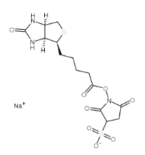 119616-38-5,Sulfo-NHS-Biotin,NHS-SS-Biotin，生物素 3-磺酸基-N-羟基琥珀酰亚胺钠盐