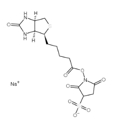 119616-38-5，水溶交联剂Sulfo-NHS-Biotin，