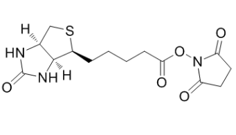 (+)生物素-N-琥珀酰亚胺基酯；35013-72-0；Biotin NHS