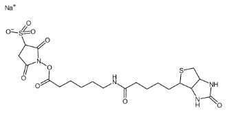 生物素酰氨基己酸-3-磺酸基-N-羥基琥珀酰亞胺酯；127062-22-0