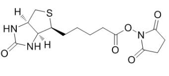 Biotin NHS；35013-72-0；(+)生物素-N-琥珀酰亚胺基酯