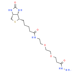生物素-PEG2-酰肼；2413847-26-2；Biotin-PEG2-Hydrazide