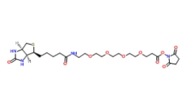 459426-22-3；（+）-Biotin-PEG4-NHS Ester；生物素-四聚乙二醇-NHS 酯