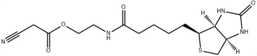  生物素酰氨基乙醇氰基乙酸酯 (CN-BIOTIN)
