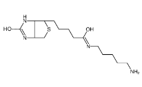 CAS号:115416-38-1；生物素-C5-胺；5-(Biotinamido)pentylamine