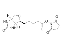 CAS号:35013-72-0；(+)生物素-N-琥珀酰亚胺基酯；Biotin NHS