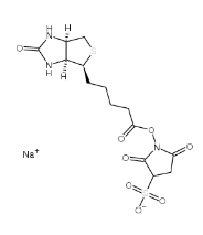 119616-38-5,Sulfo-NHS-Biotin,NHS-SS-Biotin,生物素 3-磺酸基-N-羟基琥珀酰亚胺钠盐