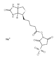 水溶交联剂Sulfo-NHS-Biotin 119616-38-5 生物素 3-磺酸基-N-羟基琥珀酰亚胺钠盐