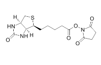 Biotin-NHS,生物素-琥珀酰亚胺,35013-72-0