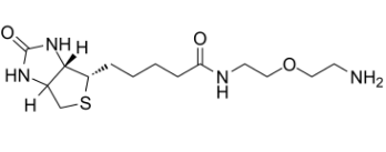 811442-85-0；Biotin-PEG1-NH2