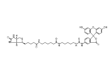 134759-22-1；5-FITC Biotin；5-FITC-生物素	