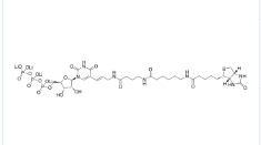 186033-13-6；生物素-16-UTP；5-(N-[N-Biotinyl-ω-aminocaproyl-γ-aminobutyryl]-3-aminoallyl)uridine 5′-triphosphate	