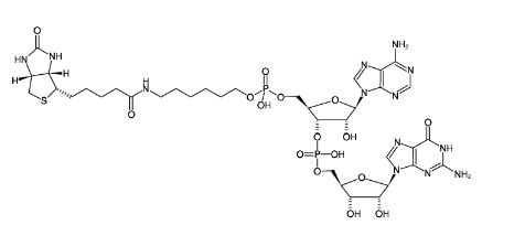 5'-Biotin-ApG  