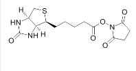CAS:35013-72-0、Biotin-NHS Ester、生物素-活化脂、生物素化试剂