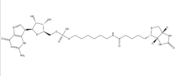   5’-Biotin-G-Monophosphate  