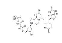 Biotin-11-dATP