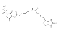 191671-46-2，Biotinamidohexanoic acid 3-sulfo-N-hydroxysuccinimide ester sodium salt，生物素化-EPSILON-氨基己酸-N-羟基磺基丁二酰亚胺活化酯	