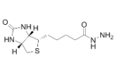 	生物素酰肼	  