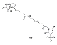 2-[生物素氨基]乙基-1,3-二硫基丙酸磺基琥珀酰亚胺酯，122266-55-1，BIOTIN-X-NHS