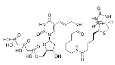 [CAS 1221498-88-9]，Biotin-11-dUTP 