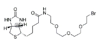1-Biotinylamino-3,6,9-trioxaundecane-11-bromide 1041766-91-9
