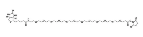 Biotin PEG24 NHS ester  