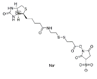 122266-55-1；NHS-SS-biotin；生物素-二硫键-琥珀酰亚胺酯；可降解 (cleavable) 的 ADC linker
