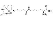576-19-2，生物胞素，Biocytin Biocytin(ε-Biotinoyl-L-Lysine)