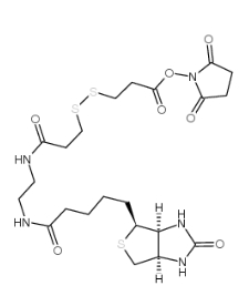 BIOTIN DISULFIDE N-HYDROXY-SUCCINIMIDE ESTER	142439-92-7	         生物素-双酰胺-二硫键-活性酯