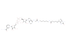 Biotin-NAD+	     146385-37-7	       生物素-NAD +