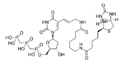 Biotin-11-dUTP   	1221498-88-9	          生物素-11-脱氧三磷酸尿苷 