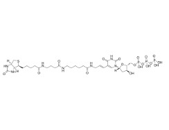 Biotin-16-deoxyuridine-5＇-triphosphate	    86303-26-6	        生物素标记的 2＇-脱氧尿苷-5＇-三磷酸三钠盐/Biotin-16-dUTP