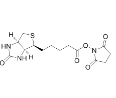 D-生物素 N-羟基琥珀酰亚胺酯	        35013-72-0	         D-Biotin N-Succinimidyl Ester