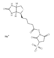 Biotin 3-sulfo-N-hydroxysuccinimide ester sodium salt;cas:119616-38-5;生物素 3-磺酸基-N-羟基琥珀酰亚胺钠盐