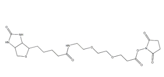 Biotin-PEG2-NHS、596820-83-6、(+)-生物素-PEG2-NHS酯