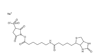 Sulfo-NHS-LC-Biotin、127062-22-0、水溶生物素活性酯交联剂，6-(生物素酰胺)己酸磺酸基琥珀酰亚胺酯钠盐