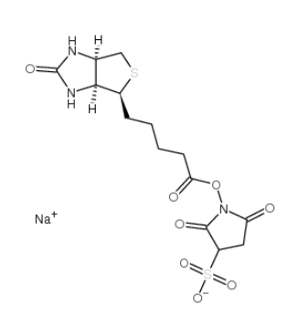 蛋白标记用 Biotin Sulfo-Osu、119616-38-5、生物素 3-磺酸基-N-羟基琥珀酰亚胺钠盐
