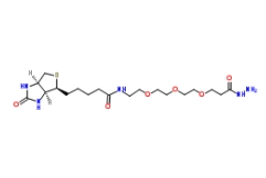 (+)-Biotin-PEG3-Hydrazide ；1381861-94-4；生物素-PEG3-酰肼