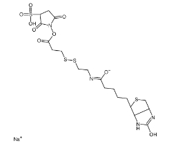 Sulfo-NHS-SS-biotin，Sulfo-NHS-SS-Biotin sodium；325143-98-4；生物素-二硫键-磺酸-琥珀酰亚胺酯