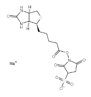 Biotin-Sulfo-NHS ester/Cas: 119616-38-5/生物素标记