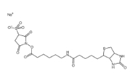 Sulfo-Nhs-LC-Biotin，127062-22-0，生物素酰氨基己酸-3-磺酸基-N-羟基琥珀酰亚胺酯