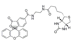 生物素（5-荧光素）缀合物；957494-27-8；BIOTIN (5-FLUORESCEIN) CONJUGATE